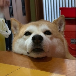 honpi