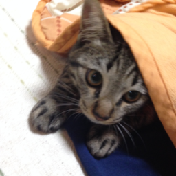 なな