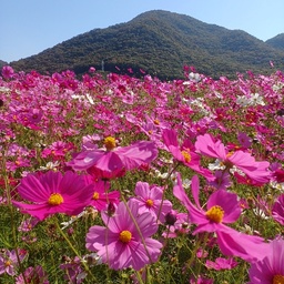minatsukobe8