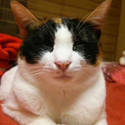 chattycat