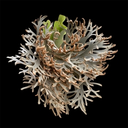 PLANTSMAN