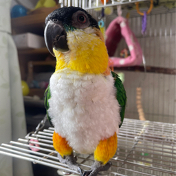ニコ 