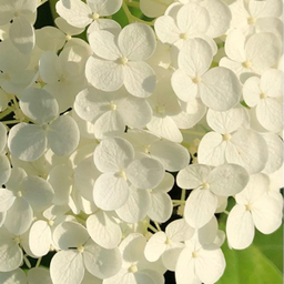 green fragrance