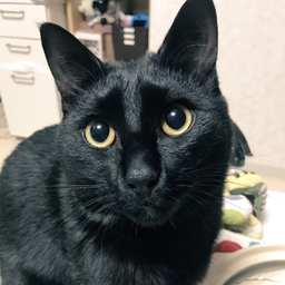 ねこやまと