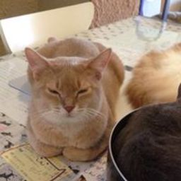 かぴねこ