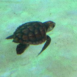 mamisheila