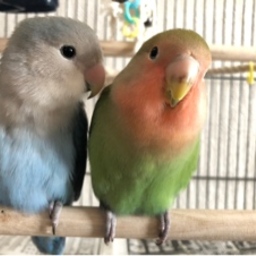 manaloha♡