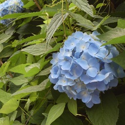 jun-fleur