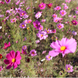 anemone