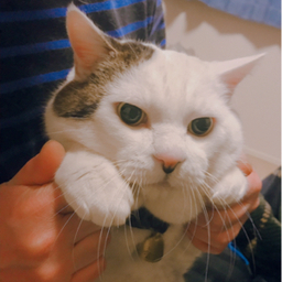 tiaki