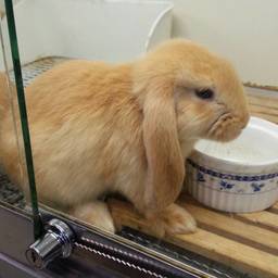 mon petit lapin