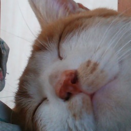 にゃん太郎