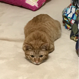 猫又