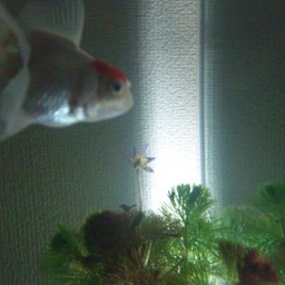 MIKOU(プロフ御覧下さい)