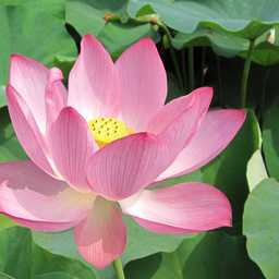 lotus-aya