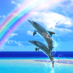 mei-dolphi