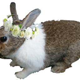 さとみん