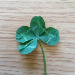 clovertakako