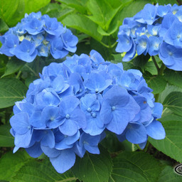 hiroeno