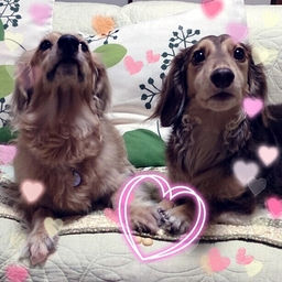 しゅー吉