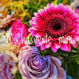 Muchasuerte mini