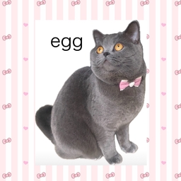 egg
