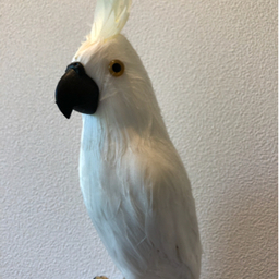 yurulito…
