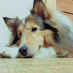 れお
