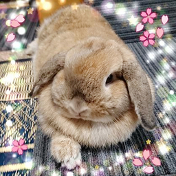 うさぎや