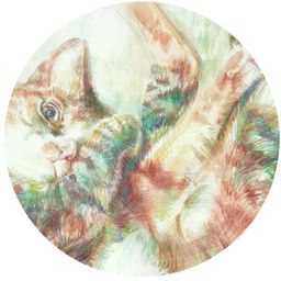 油菜