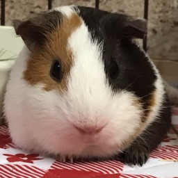 フラニー