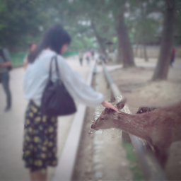 かりん