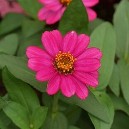 Zinnia