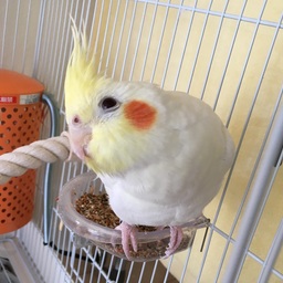 みやびん