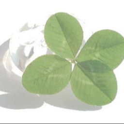 luckyclover