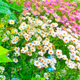unjour de fleur    