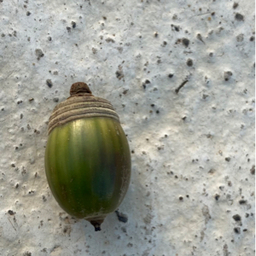 acorn
