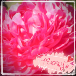 peony✳︎