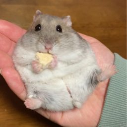 ぽにゆ