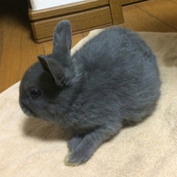 clover-z