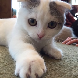 メメ猫屋
