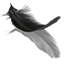 cool-wing