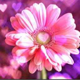 pinkpink77