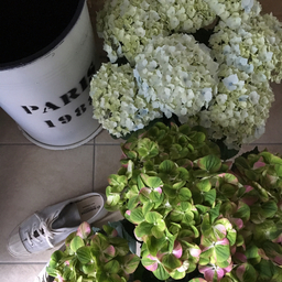 greendrop12