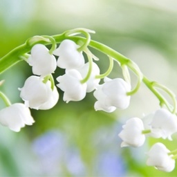 Muguet.＊゜