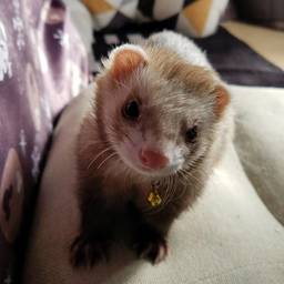 シル