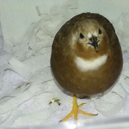 こうまま