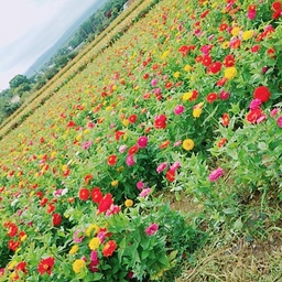 sakuja