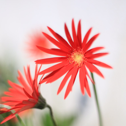 yuipya