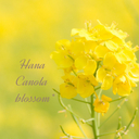 Hana_Canola blossom*